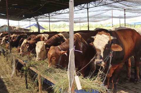 Pemerintah Kabupaten Penajam Paser Utara (PPU) memastikan 1.200 hewan kurban siap disalurkan ke masyarakat
